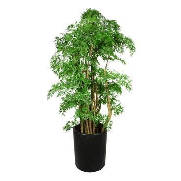 森樹種植|森樹種植的3大關鍵要素